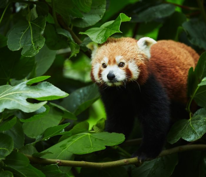 Panda roux - Photo : L.Rannou