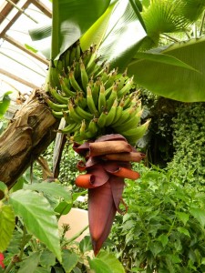 Le bananier du Jardin