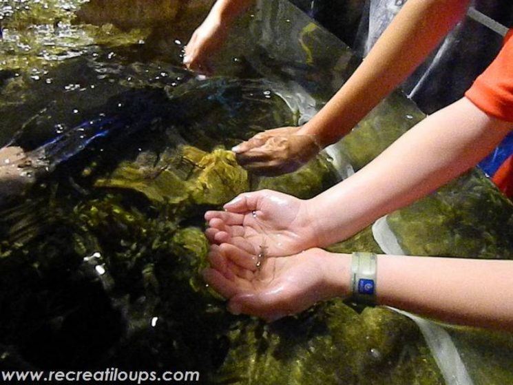 Toucher les  poissons au bassin tactile