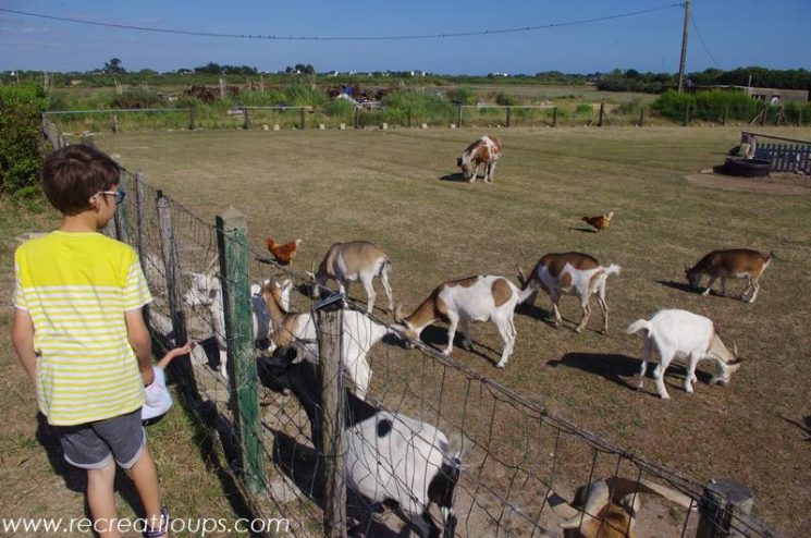 Des chèvres, chemin de Gourec à Carnac