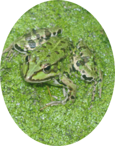 grenouille-marais-suscinio