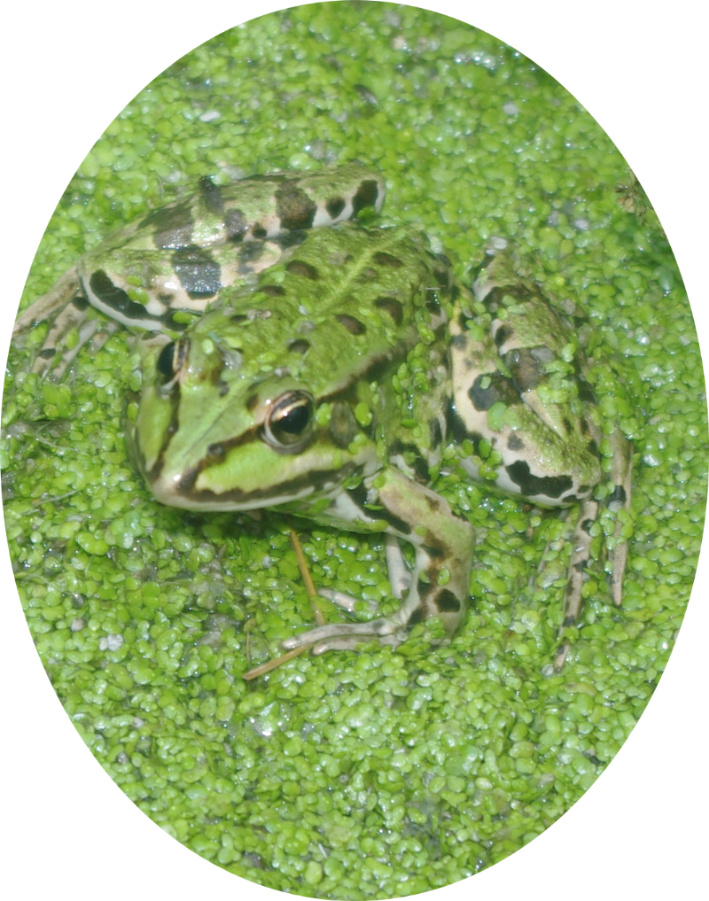 grenouille-marais-suscinio