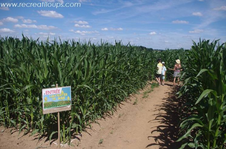 Labyrinthe de maïs à Pluméliau