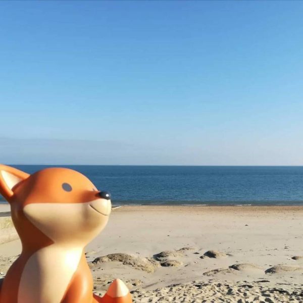 Foxy sur les plages du Morbihan